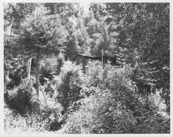 Unidentified hillside, board-and-batten sided house surrounded by redwoods and other vegetation, 1960s or 1970s