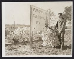 Disposing of Christmas trees at Sebastopol's Annual Tree Disposal Area