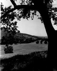 Oak trees and meadows at Oakmont before building began, Santa Rosa, California, 1962