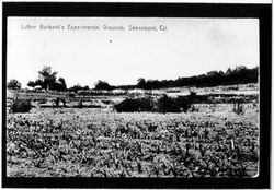 Luther Burbank's Experimental Grounds, Sebastopol, California