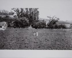 Calf on the Volkerts ranch and dairy, Two Rock, California, 1940s