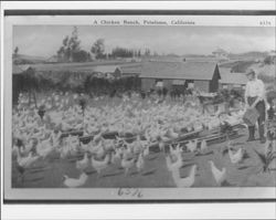 Chicken ranch, Petaluma, California, Petaluma, California, 1914