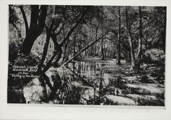 Sonoma Creek, Kenwood, California in the Valley of the Moon