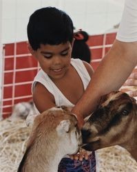 Young boy feeds the goats at the Sonoma County Fair, Santa Rosa, California