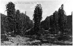 Hop field in Sonoma Co, Cal