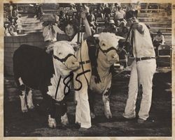 Kundes show their polled Herefords at the Sonoma County Fair, Santa Rosa, California