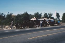 John Stiles from Arkansas with his 17 mules and donkeys with two wagons at Handy's Corner, Nov. 1990