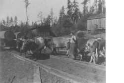 Ira P. Lapham driving Mr. Fuller's bull team