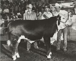 Open Hereford show at the Sonoma County Fair, Santa Rosa, California, 1975