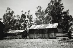 Dairy barn and shed at 196 Cinnabar Avenue, Petaluma, California, May 27, 1997