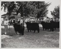 Summer senior yearling judging of Angus bulls at the Sonoma County Fair, Santa Rosa, California