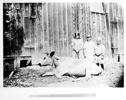 Children and cow on Speckter Ranch