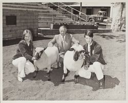 Sheep with their exhibitors at the Sonoma County Fair, Santa Rosa, California, about 1972