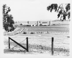 Riebli Ranch, Petaluma, California, 1955