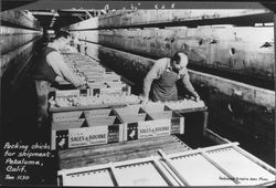 Packing chicks for shipment, Petaluma, California