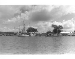 Boats in the Petaluma Turning Basin