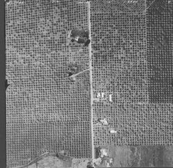 Orchards on Foreman Lane between Goode and Skinner Roads--aerial views