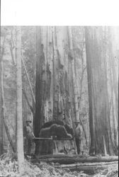 Cutting down a redwood tree
