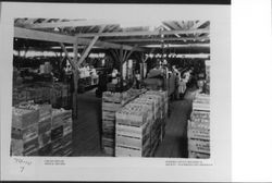 Sebastopol Apple Growers packing plant