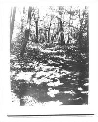 Wooded area near Santa Rosa, California, Feb. 20, 1957