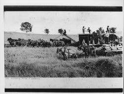 Harvesting wheat in California