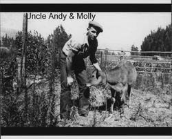 Andy Nissen with Molly the calf, Petaluma, California, about 1923