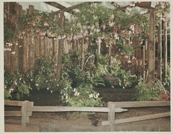 Fuchsia display at the Hall of Flowers at the Sonoma County Fair, Santa Rosa, California, 1964