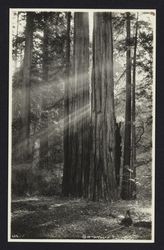 Redwood trees at Armstrong Grove