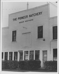 Nisson brothers' Pioneer Hatchery building, Petaluma, California, 1947