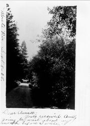 Dirt road in Monte Rio, California, Sept. 8, 1906