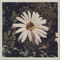 Shasta daisy, Santa Rosa, California, 1970