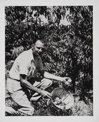 Dr. John T. Bregger with a three year old July Elberta Peach on the Gold Ridge Farm