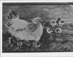 Leghorn hen and chicks, Petaluma, California, about 1926