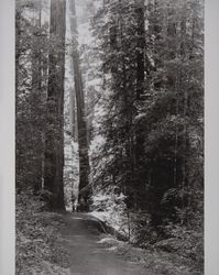 Trail through Armstrong Grove, Guerneville, California, 1960s