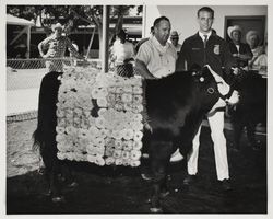 James C. Ketelsen and his FFA Grand Champion Polled Hereford steer at the Sonoma County Fair, Santa Rosa, California, about 1964