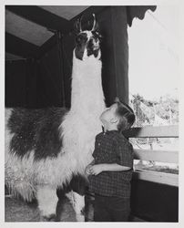 Scott Sutherland and a llama at the Sonoma County Fair, Santa Rosa, California