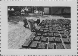 Making adobe bricks at Petaluma's Old Adobe, Petaluma, California, 1964