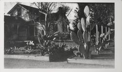 Cactus growing in raised beds at the side and back of Burbank's home