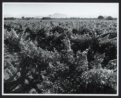 Grape vineyards in summer