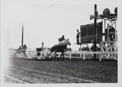 Groom works horse on the racetrack at the Sonoma County Fair Racetrack, Santa Rosa, California