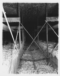 Chickens in cages at Redwood Ranch, Windsor, California, 1964