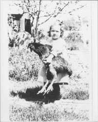 Little girl holding a chicken, Petaluma, California, 1913