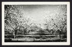 Prune orchard, Sonoma Valley, California