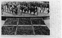 Propagating thornless cactus, Burbank's Grounds, Santa Rosa, California