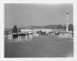 Cattle at the Flamingo on exhibit at a Beef Council Convention, Santa Rosa, California, 1958