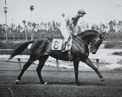 James Tucker Slender, jockey, mounted on #8 horse "Nan" at the Sonoma County Fair Racetrack, Santa Rosa, California