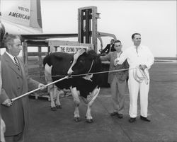 Three men removing a bull from a crate at the airport, Santa Rosa, California, about 1960