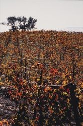 Unidentified vineyard above Alexander Valley in late fall, about 1988