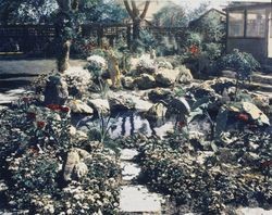 Back garden of the Tomasini home, 625 D Street, Petaluma, California, about 1930