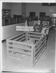 Future Farmers display of sheep in the lobby of the Bank of America, Petaluma, California, 1958